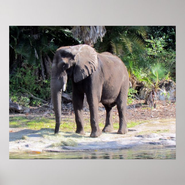 Poster de elefante (Frente)