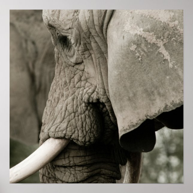 Poster de elefante (Frente)