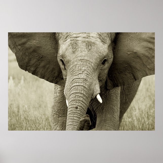 Poster de elefante africano, impressão, fotografia (Frente)