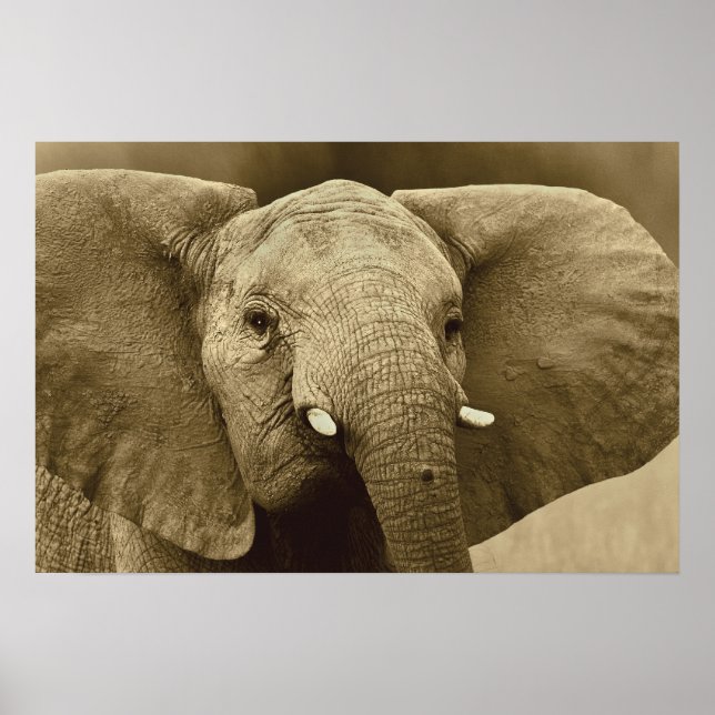 Poster de Elefante Africano, impressão, imagem, im (Frente)