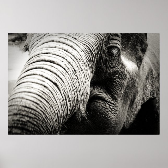 Poster de elefante em preto e branco (Frente)