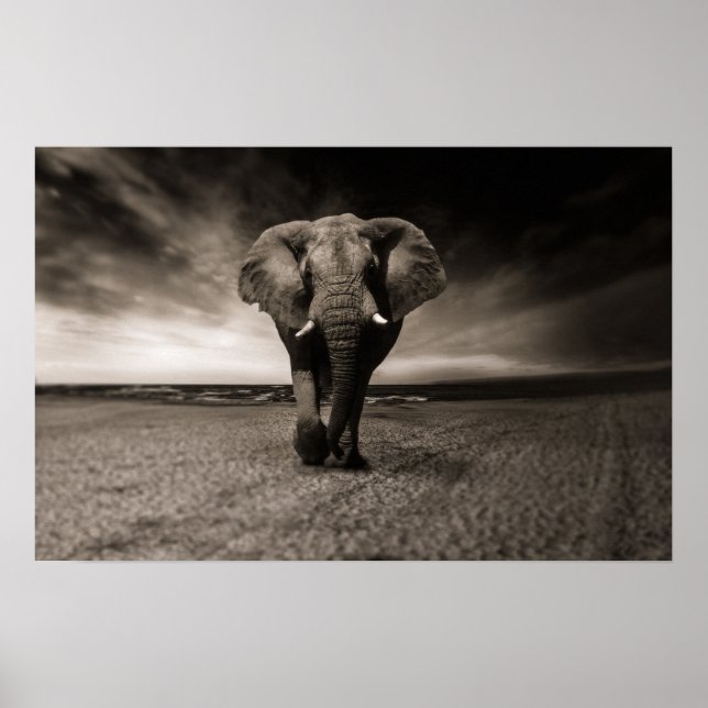 Poster de Elefante Grande (Frente)