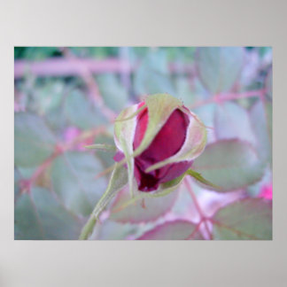 Poster de Elegância Pura