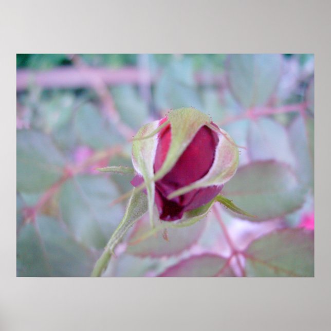 Poster de Elegância Pura (Frente)