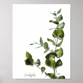 Poster de Elegante Minimalista Eucalyptus