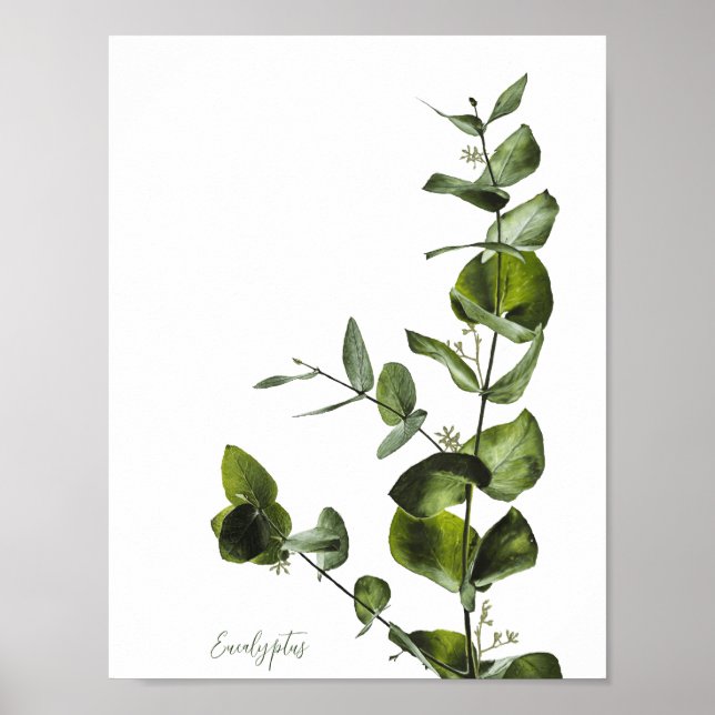 Poster de Elegante Minimalista Eucalyptus (Frente)