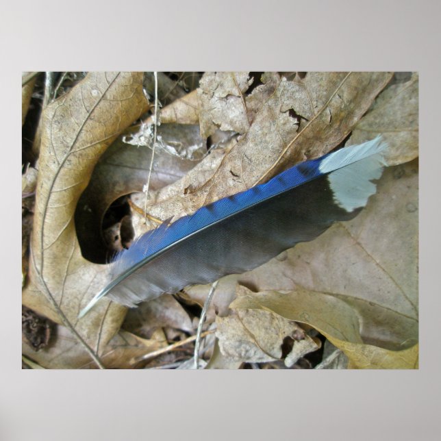 Poster de Elementos de Coordenada de Pena Azul (Frente)