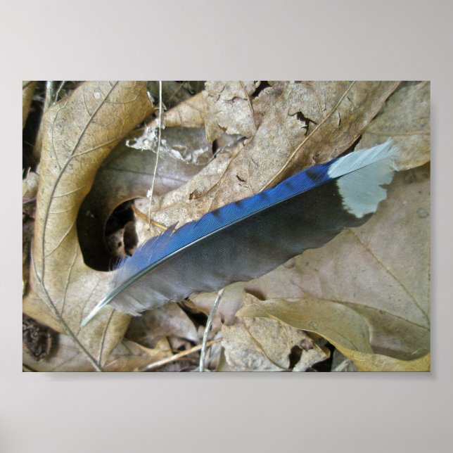 Poster de Elementos de Coordenada de Pena Azul (Frente)