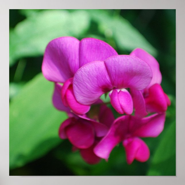 Poster de Ervilha doce (Frente)