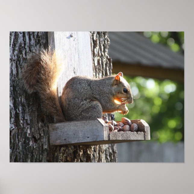 Poster de esquilo (Frente)