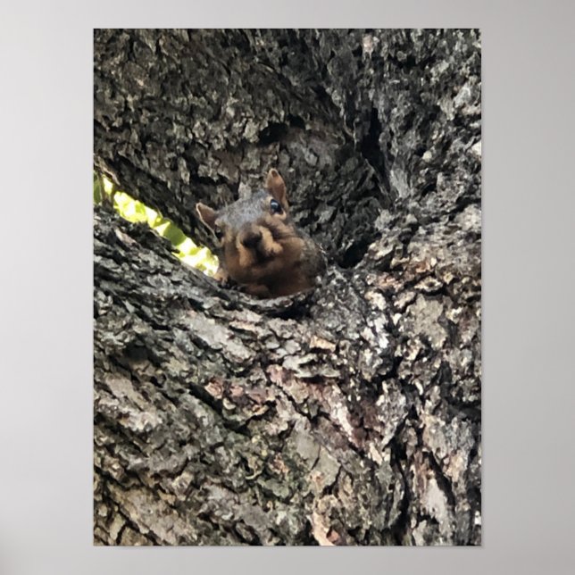 Poster de esquilo (Frente)