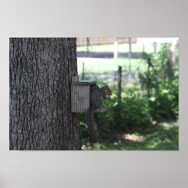 Poster de esquilo (Frente)