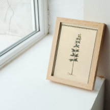 Poster de Estudo Botânico