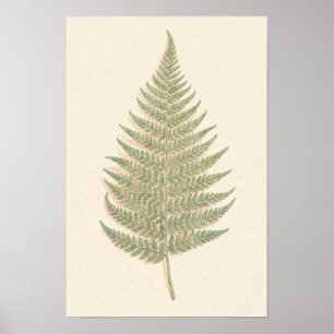 Pôster de Estudo Botânico de Samambaia de Bracken