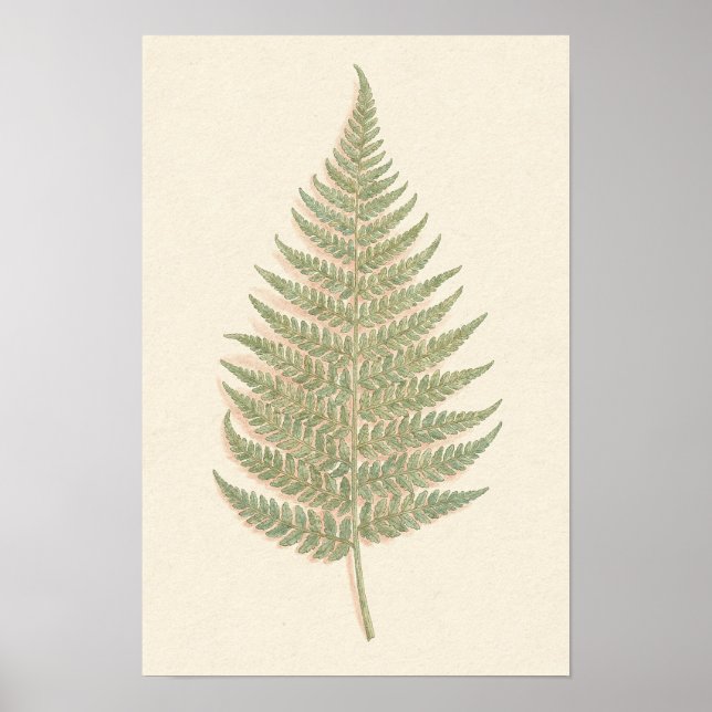 Pôster de Estudo Botânico de Samambaia de Bracken (Frente)