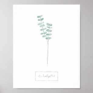 poster de Eucalipto