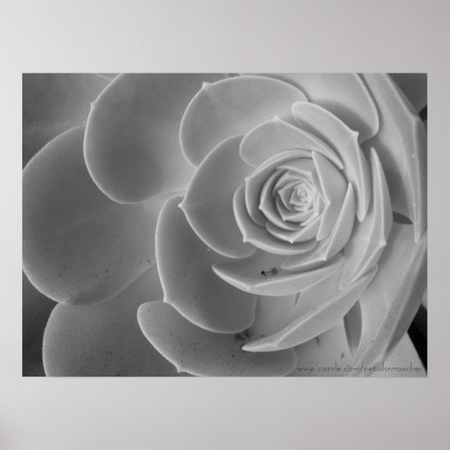 Poster de fechamento (Frente)