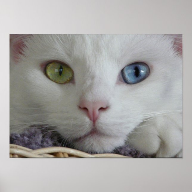 Poster de fechamento da serenidade (Frente)