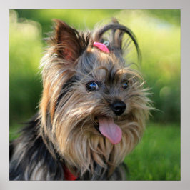 Poster de Fechamento de Cachorro Bonito e Engraçad