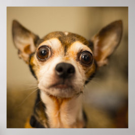 Poster de Fechamento de Chihuahua, Bonito e Engraç
