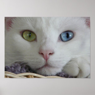 poster de fechamento de serenidade