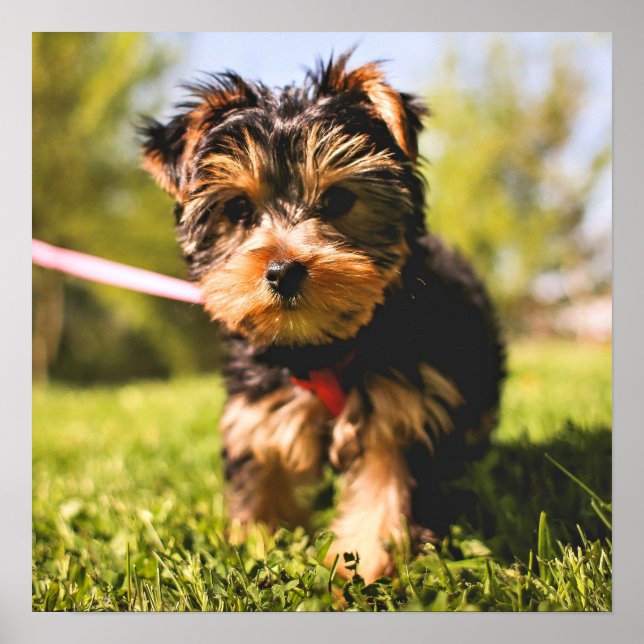 Poster de Fecho Cachorro Cortado (Frente)