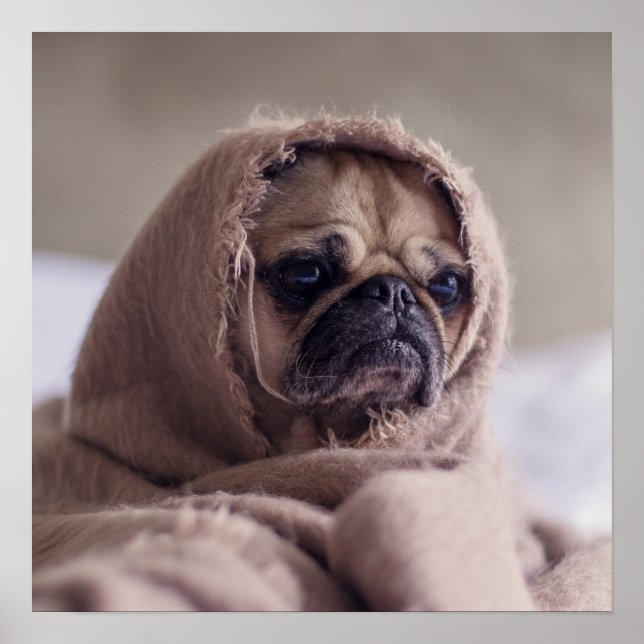 Poster de Fecho de Cachorro Engraçado (Frente)