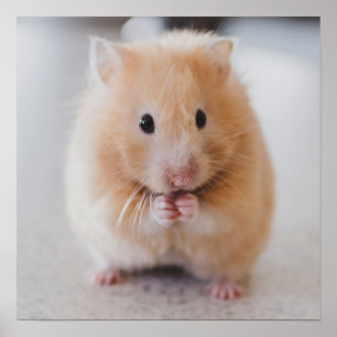Poster de Fecho do Hamster Cortado