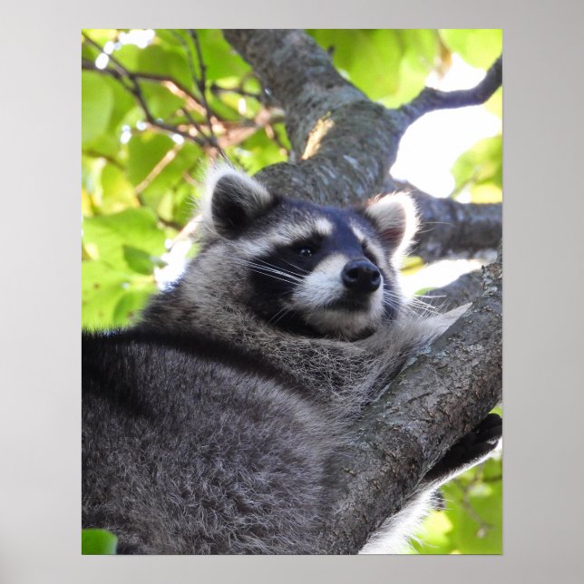 Poster de Fecho do Raccoon (Frente)