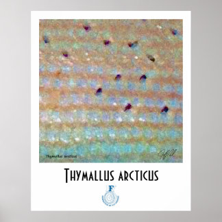 Poster de FFF Grayling