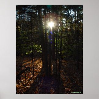 Poster de Filtro de Floresta