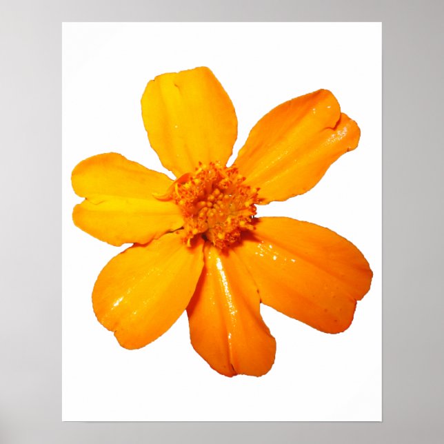Poster de Flor Amarelo (Frente)