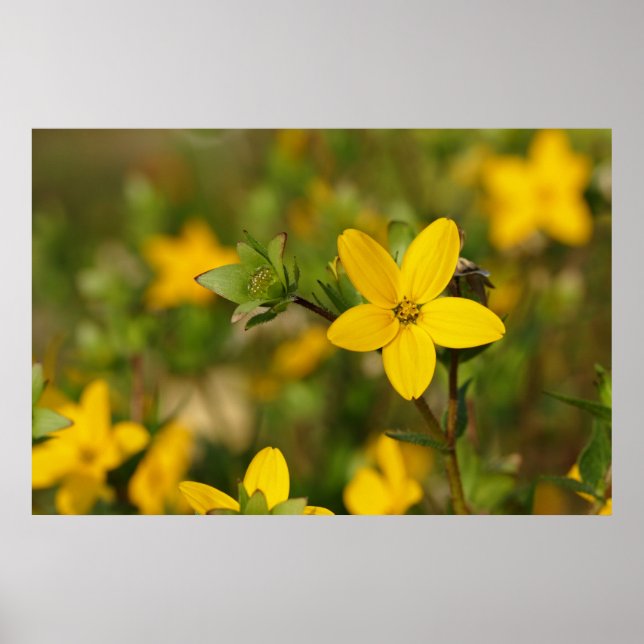 Poster de Flor Amarelo (Frente)