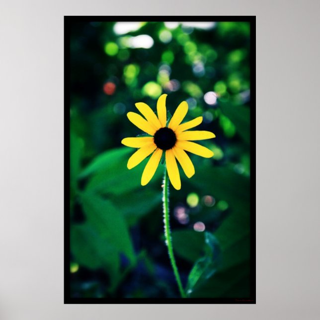 Poster de Flor Amarelo #5033 (Frente)