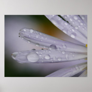 Poster de Flor Aster