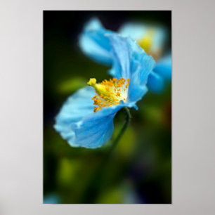 Poster de flor azul