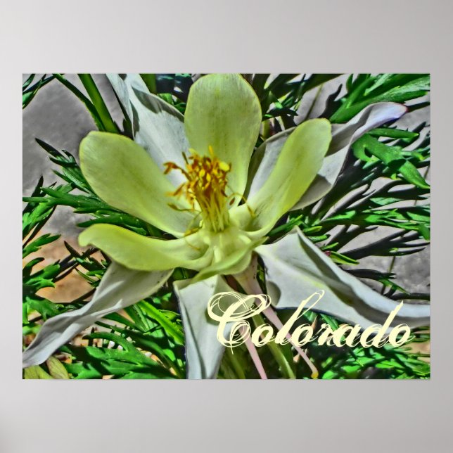 Poster de flor branca de columbina (Frente)