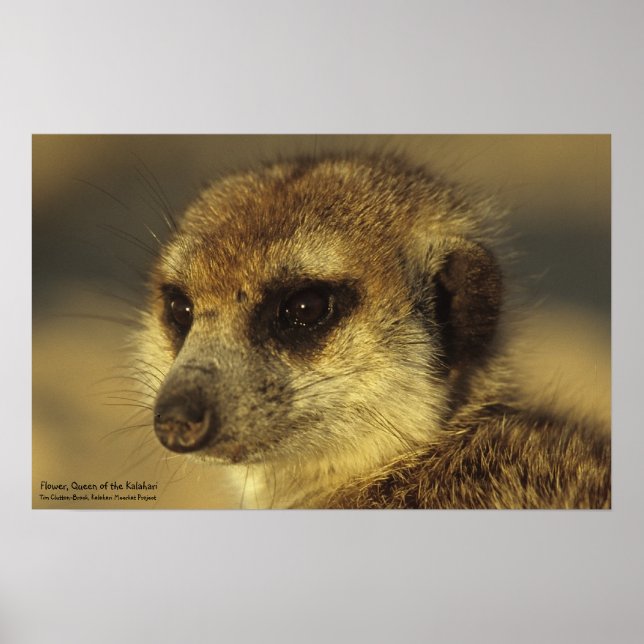 Poster de Flor - Coleção Royal Whiskers (Frente)