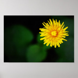 Poster de Flor Dandelion