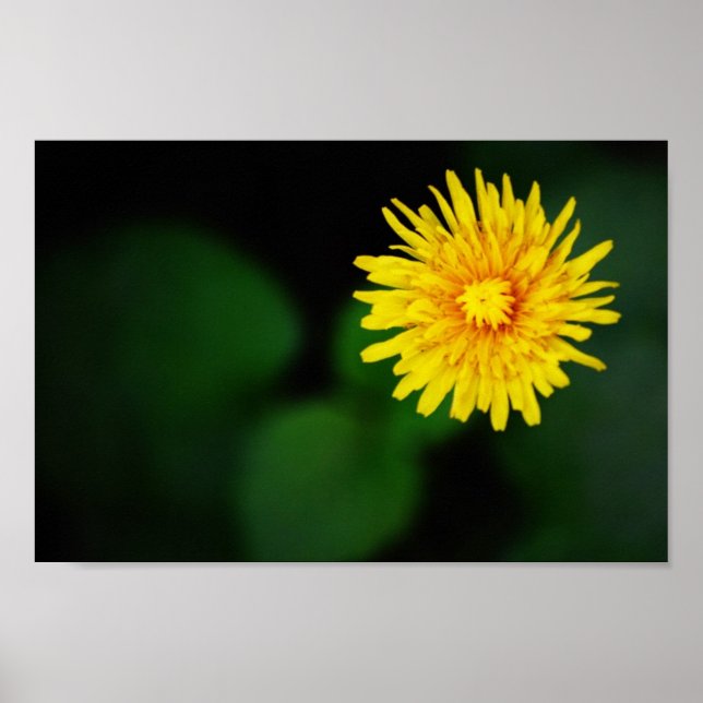 Poster de Flor Dandelion (Frente)