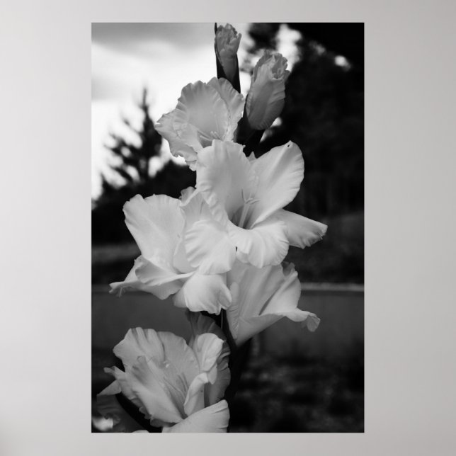 Poster de flor de castigo (Frente)