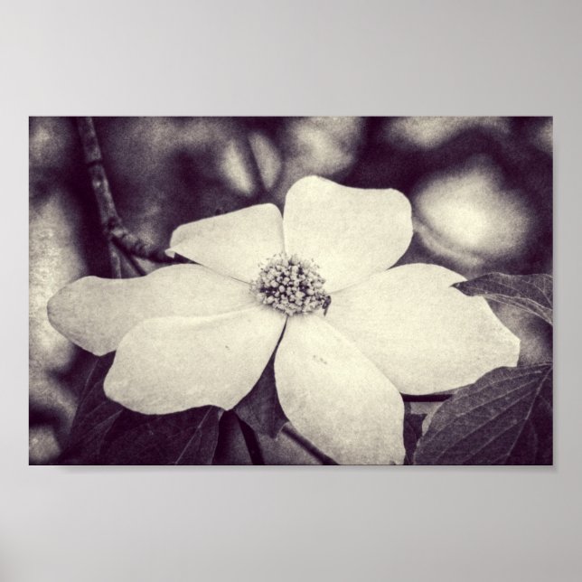 Poster de Flor de Cogwood (Frente)