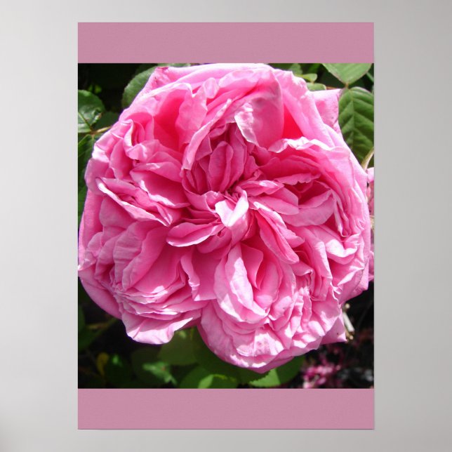 Poster de Flor de Couve Rosa Rosa Rosa (Frente)