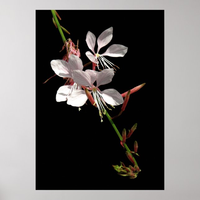 Poster de Flor de Gaura Rosa (Frente)