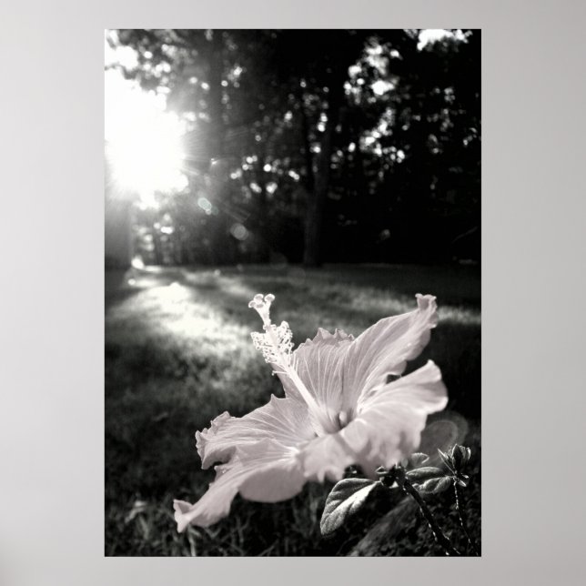 Poster de Flor de Hibiscus B&W (Frente)