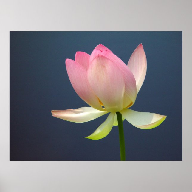 Poster de Flor de Lotus (Frente)