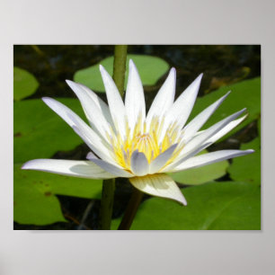Poster de Flor de Lotus Branco
