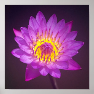 Poster de Flor de Lotus Puro