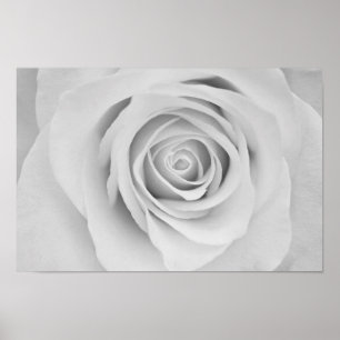 Poster de flor de rosa preto e branco
