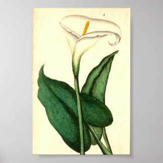 Poster de Flor de Vintagem Botânica